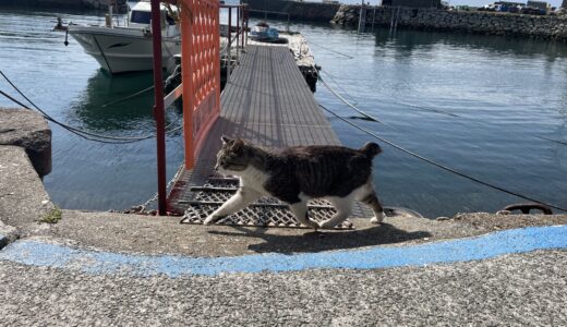【青島】関西から行ける猫の島！愛媛県青島への行き方は？実際に行ってきました！