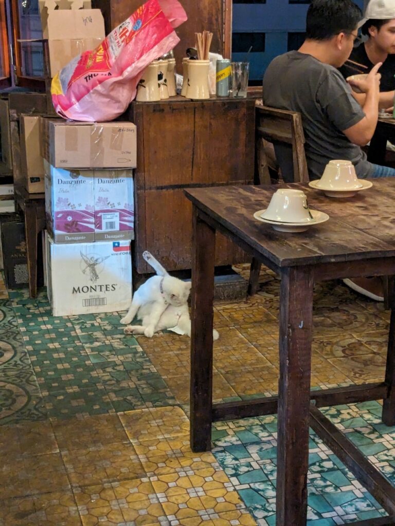 Cat